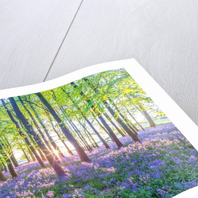 Bluebells by Assaf Frank